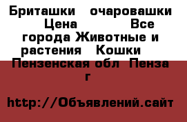 Бриташки - очаровашки.  › Цена ­ 3 000 - Все города Животные и растения » Кошки   . Пензенская обл.,Пенза г.